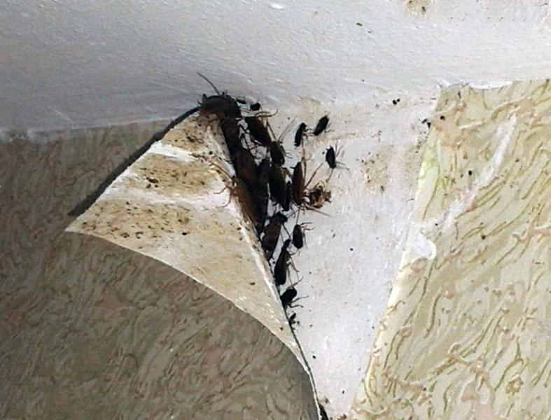 Гнездо Тараканов В Квартире Фото