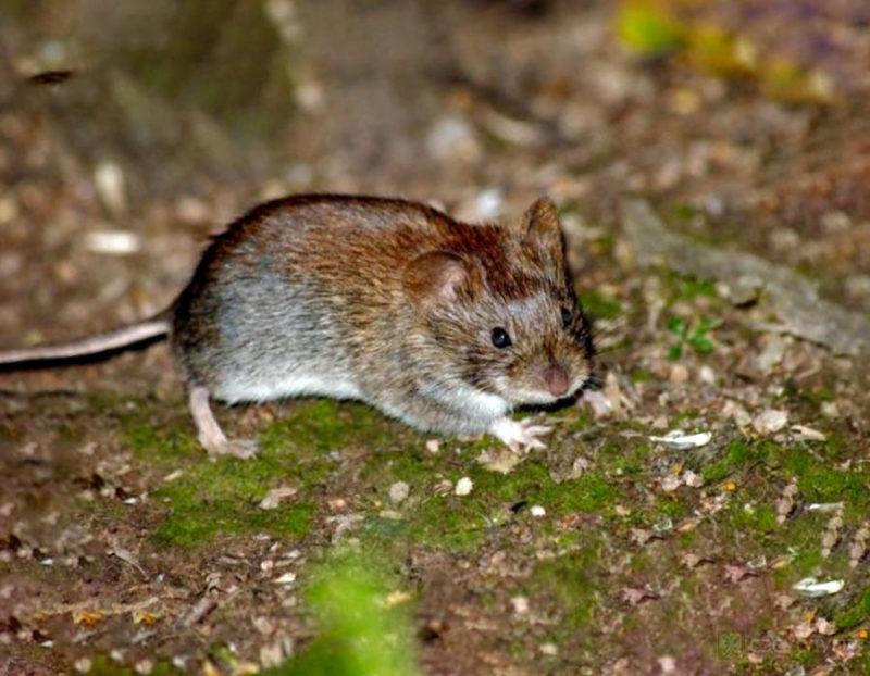 Как бороться с крысами на дачном участке: 3 способа удаления вредителей .