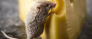 Едят ли мыши сыр. 