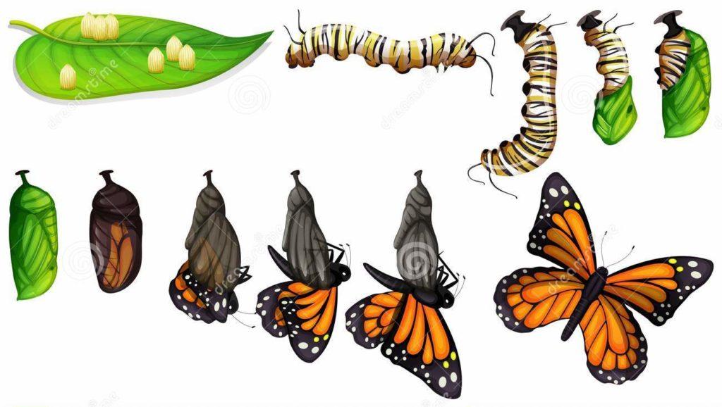 Этапы жизни бабочки в картинках для детей