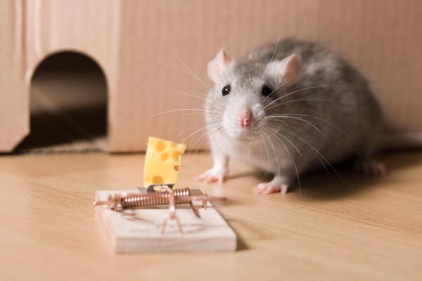  для мышей: 6 видов ловушек для поимки грызуна — Без Тараканов