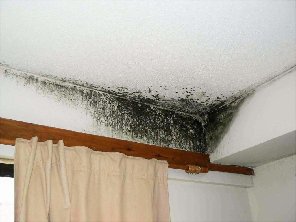 Плесень на стенах в квартире: что делать, чтобы очистить — 16 .