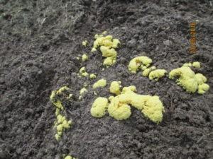 Жёлтые грибы на почве. 