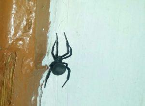 Чёрный паук в доме. 