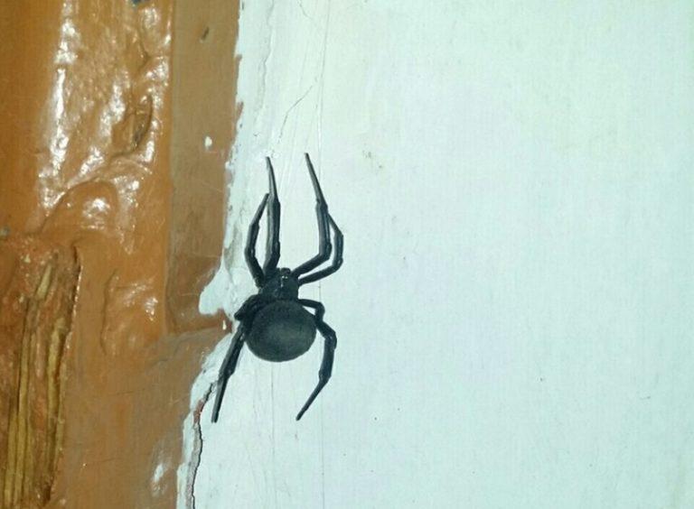 Над кроватью черный паук