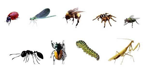 Домашние насекомые в квартире: фото и название