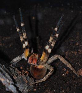 Бразильский паук. 