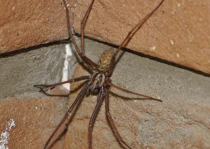 Отпугиватель пауков: средства изгнания животных из дома — Без Тараканов
