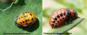 Личинка колорадского жука что ест. Смотреть фото Личинка колорадского жука что ест. Смотреть картинку Личинка колорадского жука что ест. Картинка про Личинка колорадского жука что ест. Фото Личинка колорадского жука что ест
