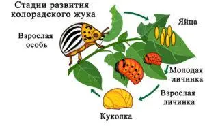 Личинка колорадского жука что ест. Смотреть фото Личинка колорадского жука что ест. Смотреть картинку Личинка колорадского жука что ест. Картинка про Личинка колорадского жука что ест. Фото Личинка колорадского жука что ест
