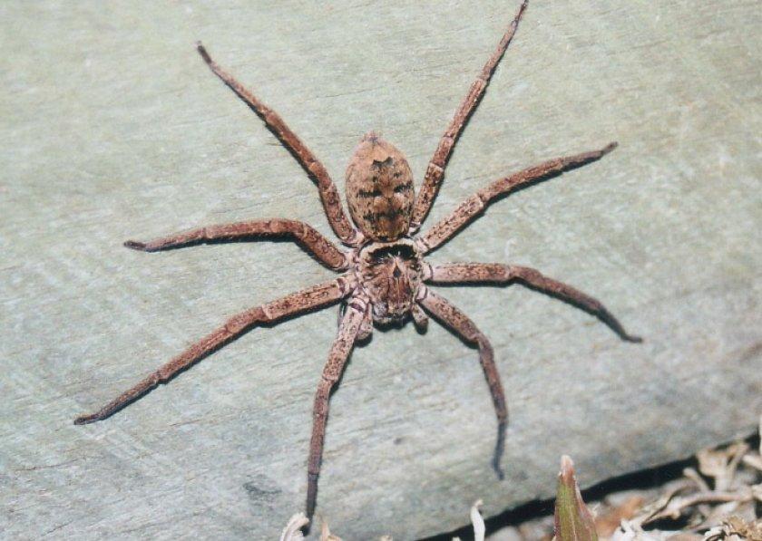Странствующий австралийский паук фото