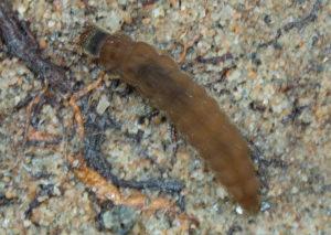 Личинка жука воднолюба.