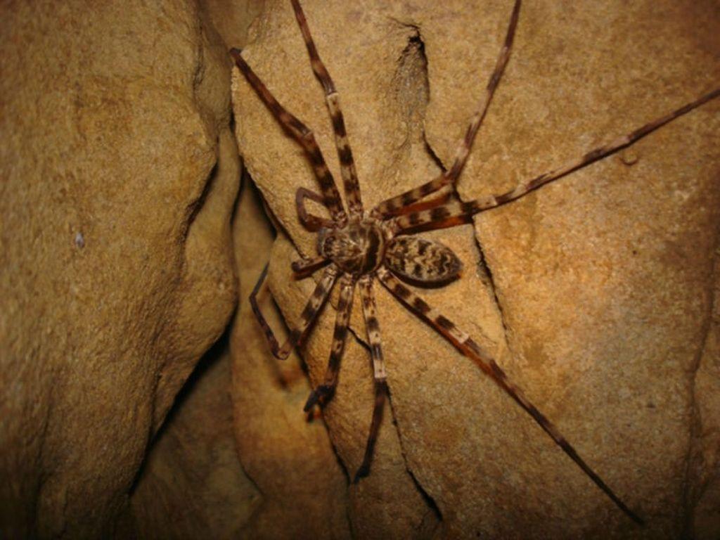 Какие пауки водятся в австралии