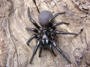 Сиднейский воронковый паук. 