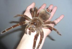 Самый большой паук. 