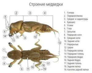 что делать если укусила медведка. Смотреть фото что делать если укусила медведка. Смотреть картинку что делать если укусила медведка. Картинка про что делать если укусила медведка. Фото что делать если укусила медведка