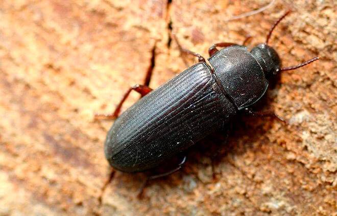 Маленькие черные жуки в квартире: как обнаружить и уничтожить — Без  Тараканов
