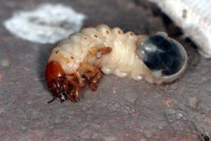 Личинка майского жука.