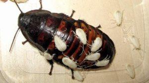 Мадагаскарский таракан.