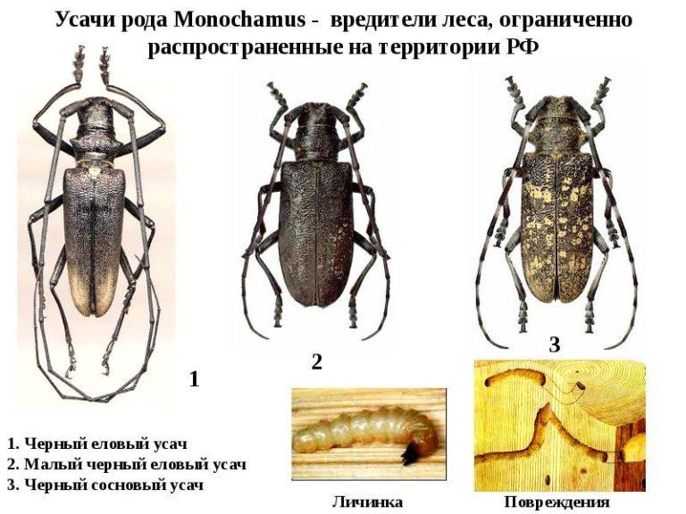 Жук усач рисунок