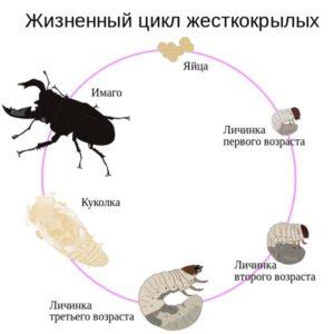 Жизненный цикл жуков рогачей. 