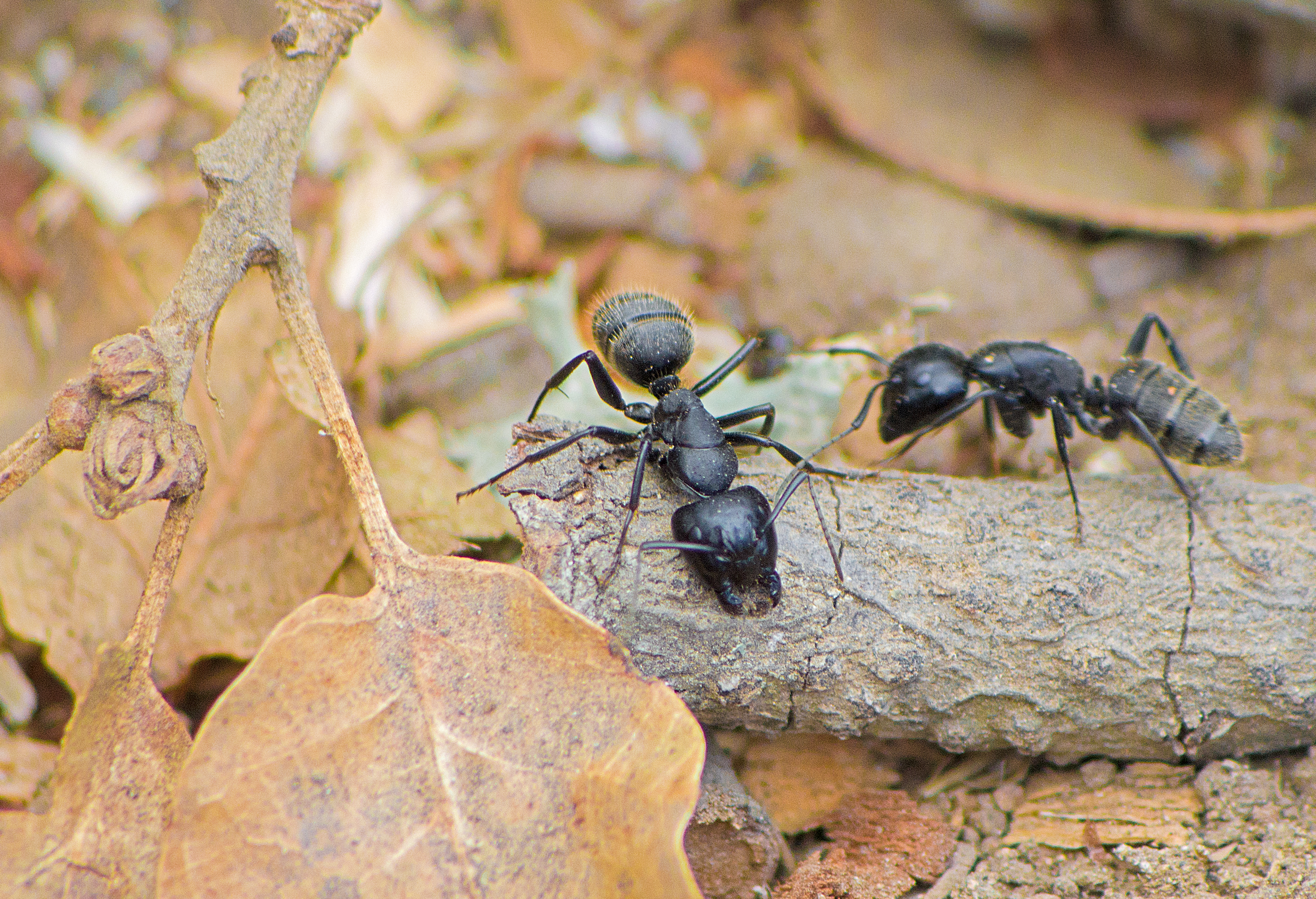 Черный муравей. Муравей древоточец. Муравьи-древоточцы (Camponotus). Красногрудый муравей-древоточец. Camponotus lameerei / тугайный муравей-древоточец.
