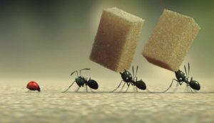 Сколько может поднять муравей.