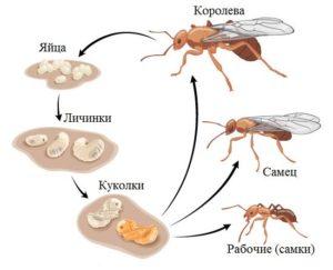 Жизненный цикл муравья.