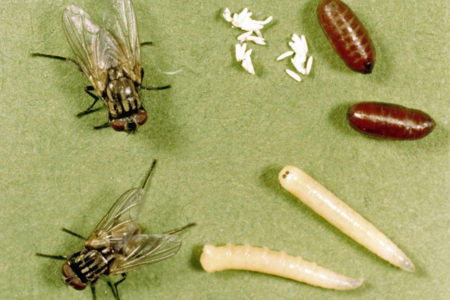 Домашняя муха развитие. Musca domestica личинки. Серая мясная Муха личинки. Личинки осовидной мухи.