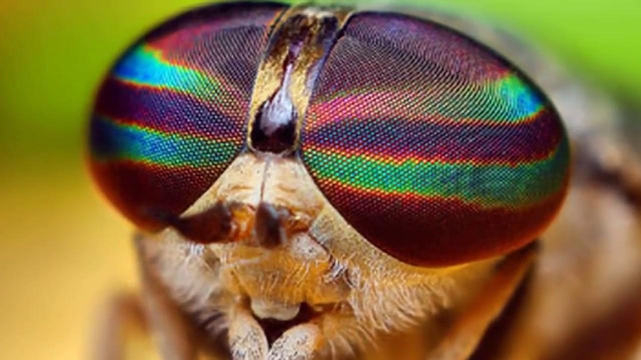 Сколько у мухи глаз и на что они способны: 100 кадров в секунду — правда  или миф — Без Тараканов