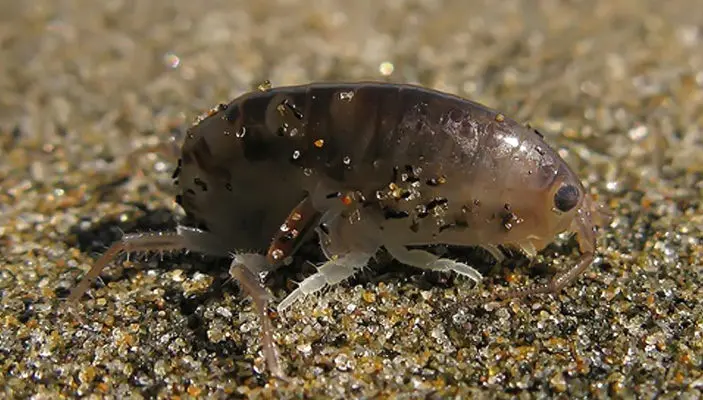 Рис. 1. Бокоплав (Amphipoda, Talitridae).